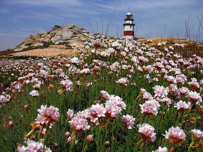 Armeria pubigera 2 (Photo Web)